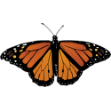 Бабочка черно-оранжевого цвета