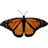 Бабочка черно-оранжевого цвета