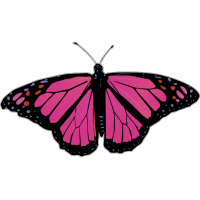 Бабочка чёрно-малинового цвета