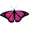 Бабочка черно-малинового цвета
