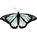 Бабочка черно-голубого цвета