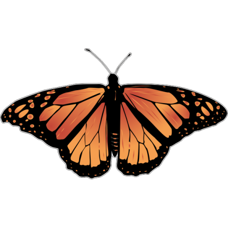 Бабочка чёрно-оранжевого цвета