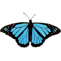 Бабочка черно-голубого цвета