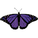 Бабочка черно-сиреневого цвета