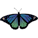 Бабочка черно-сине-зеленого цвета