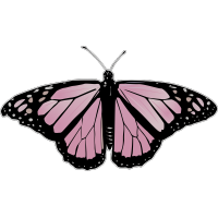 Бабочка чёрно-розового  цвета