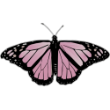Бабочка черно-розового  цвета