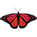 Бабочка черно-красно-малинового цвета